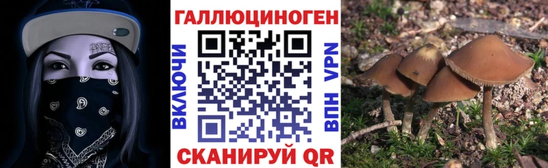 Псилоцибиновые грибы Psilocybe  сколько стоит  Ельня 