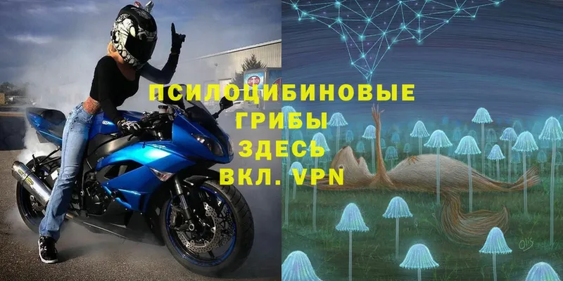 мега вход  Ельня  Псилоцибиновые грибы MAGIC MUSHROOMS  shop Telegram  цены  